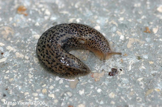 Limax gr. maximus dal  Lago di San Giuliano (MT)